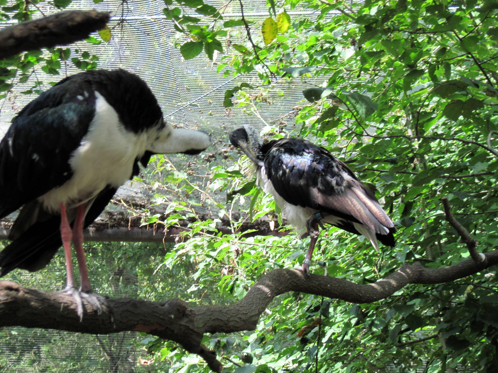 Australia-Straw-necked Ibises