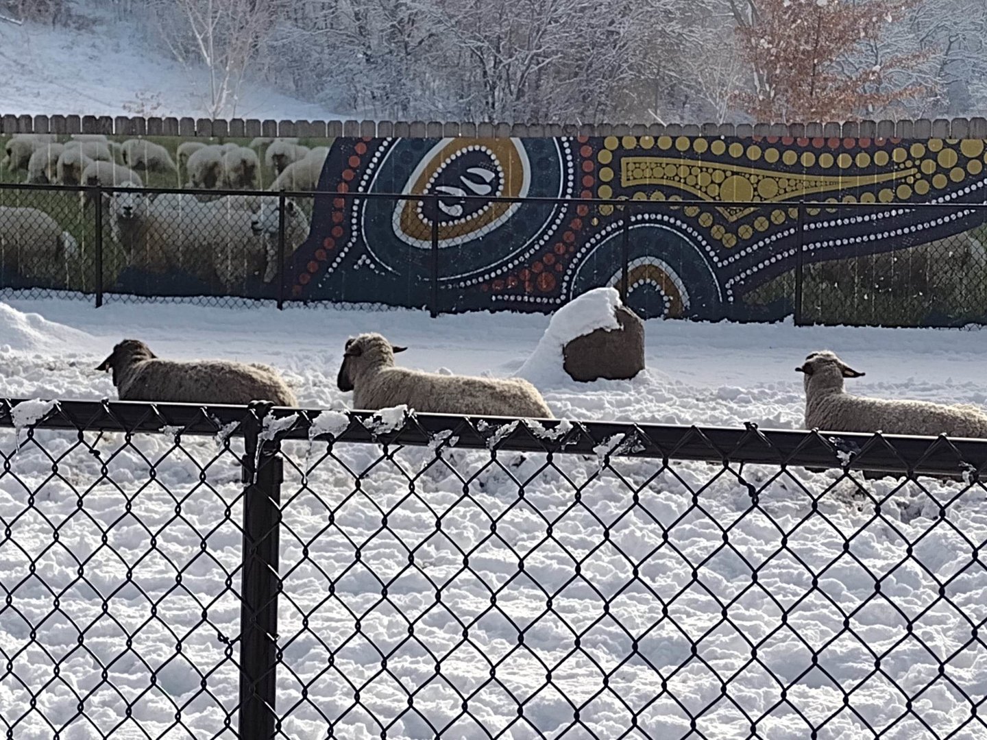 Australia- Suffolk Sheep