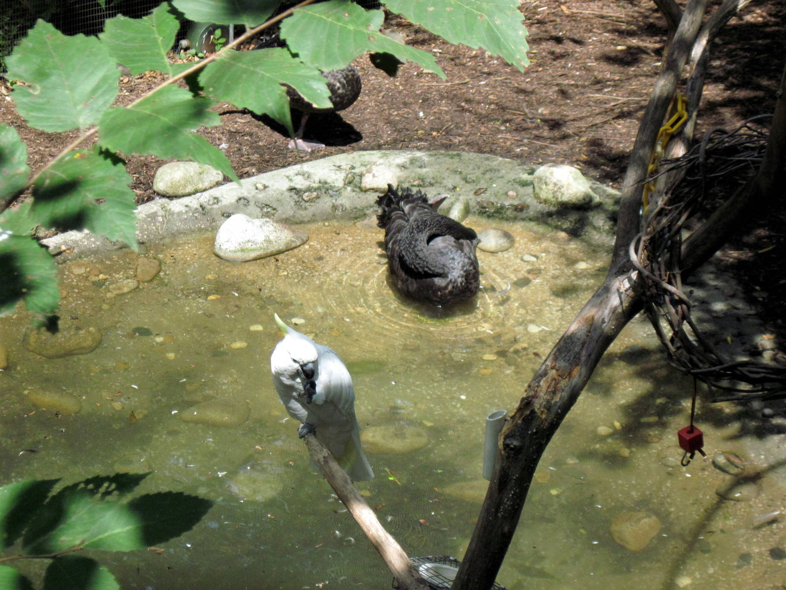 Australia-Sulfur-crested Cockatoo and Black Swan