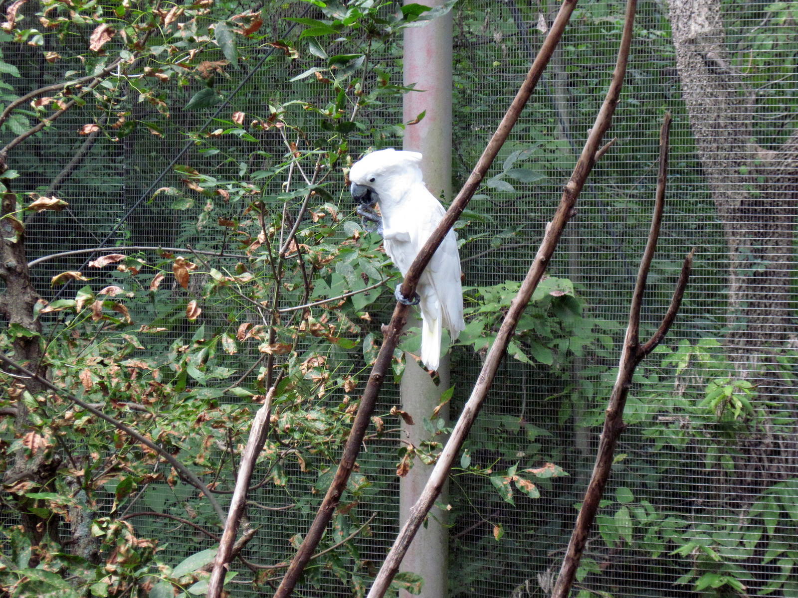 Australia-Sulfur-crested Cockatoo