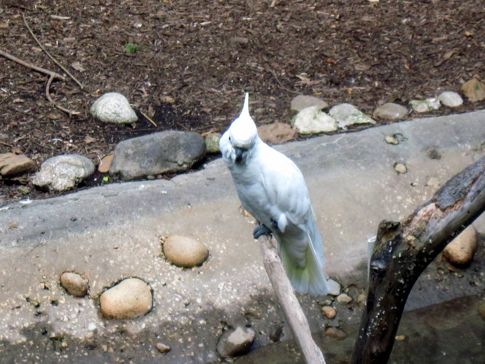 Australia-Sulfur-Crested Cockatoo