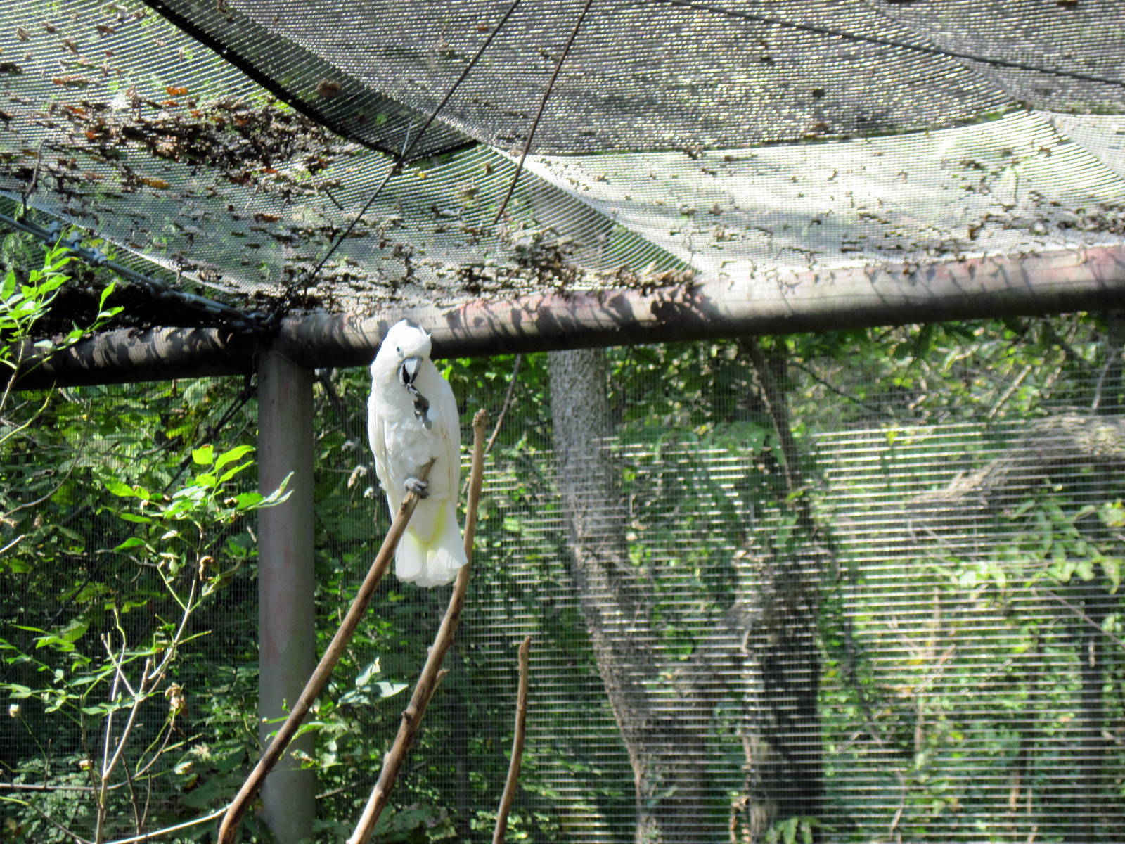 Australia-Sulfur-crested Cockatoo