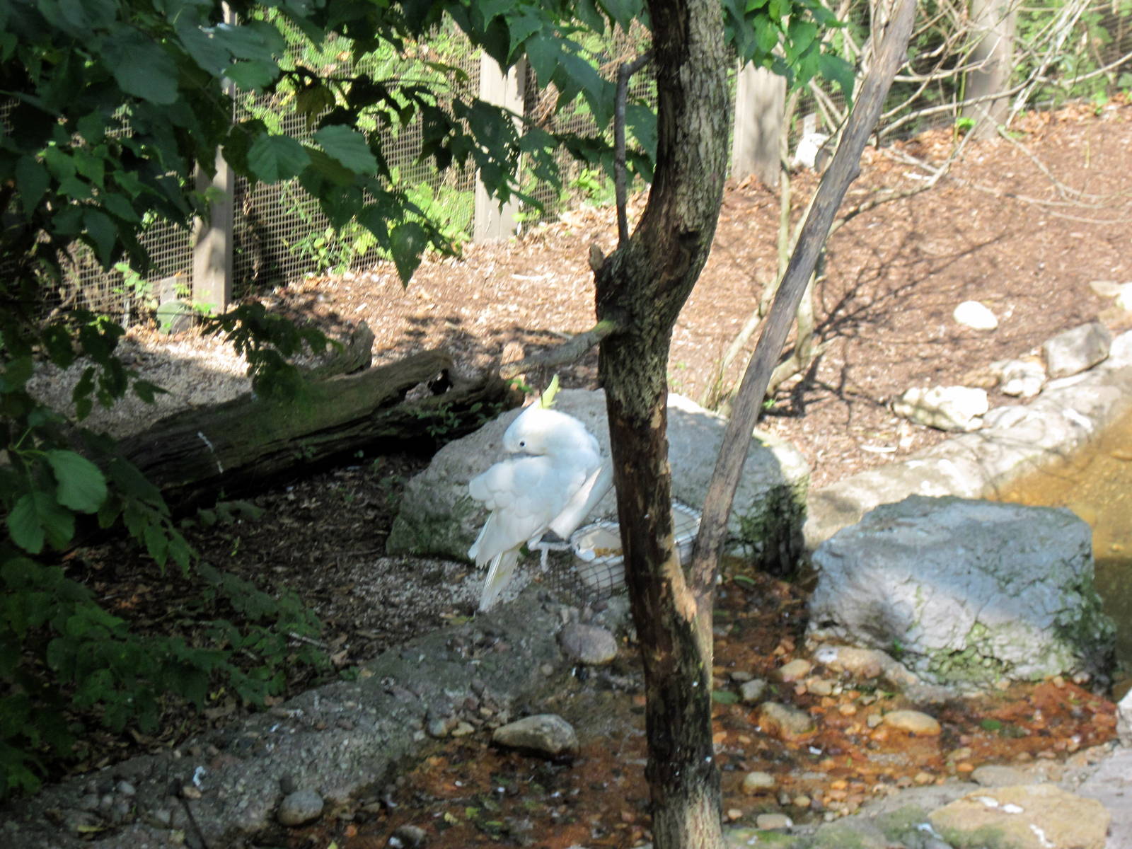 Australia-Sulfur-crested Cockatoo