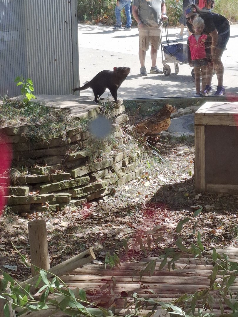 Australia- Tasmanian Devil