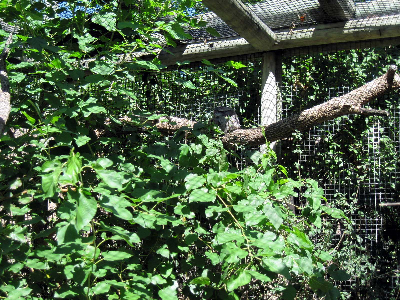 Australia-Tawny Frogmouth