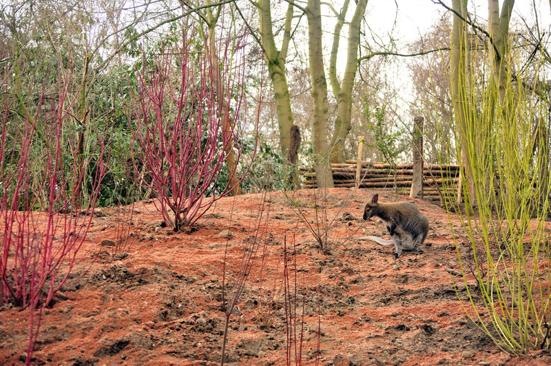 Australia! - The new themeworld at Hannover