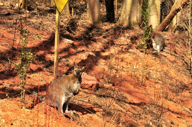 Australia! - The new themeworld at Hannover