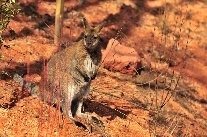 Australia! - The new themeworld at Hannover