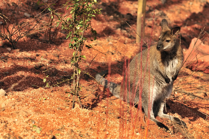 Australia! - The new themeworld at Hannover