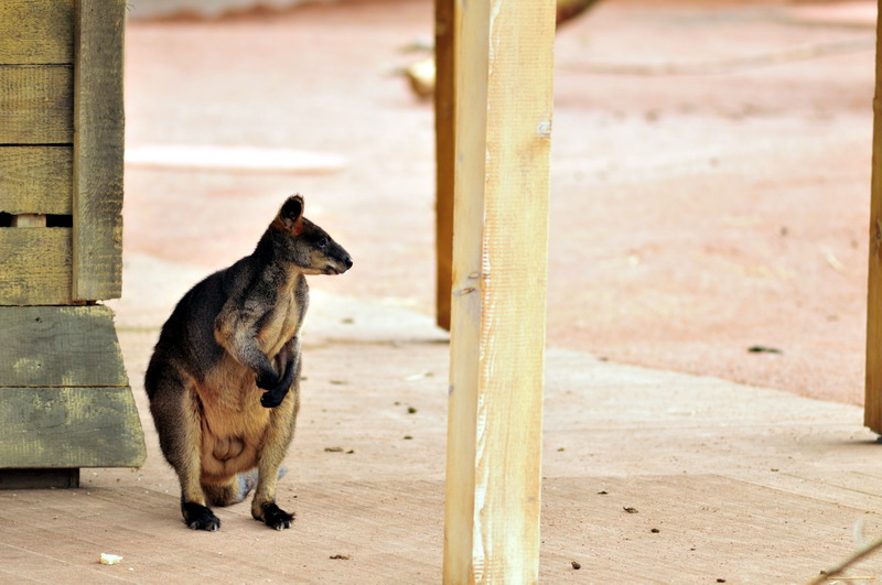 Australia! - The new themeworld at Hannover