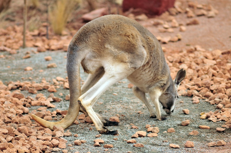 Australia! - The new themeworld at Hannover