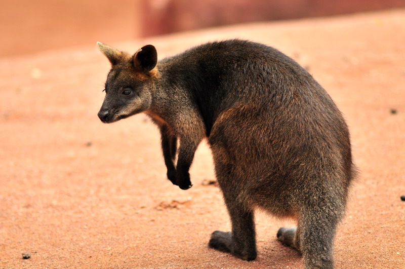 Australia! - The new themeworld at Hannover