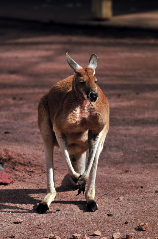 Australia! - The new themeworld at Hannover