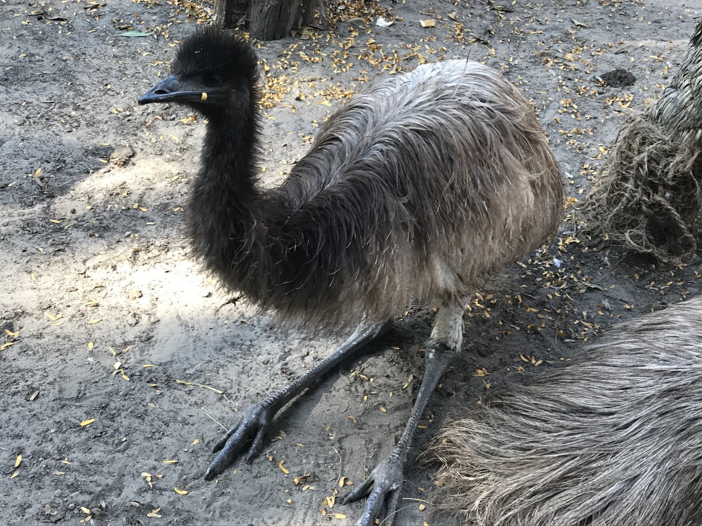 Australia Trail - Emu 171018