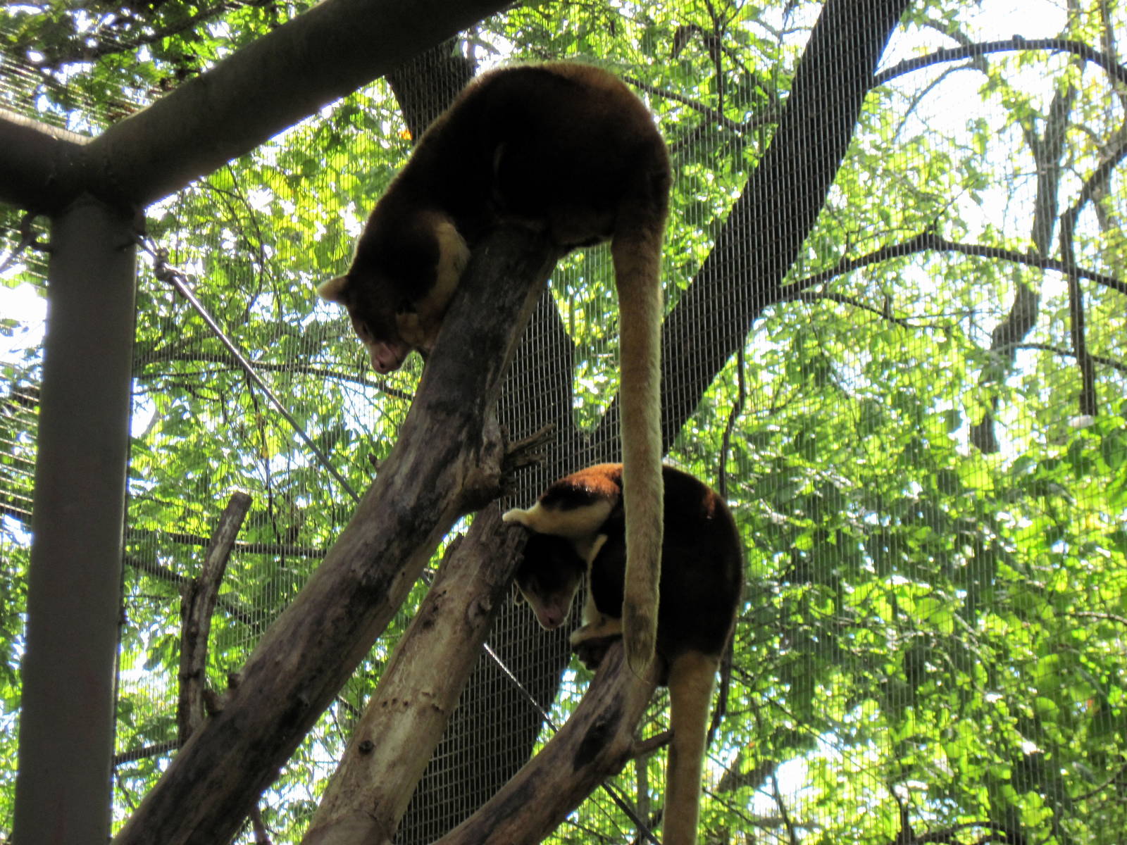 Australia-Tree Kangaroos