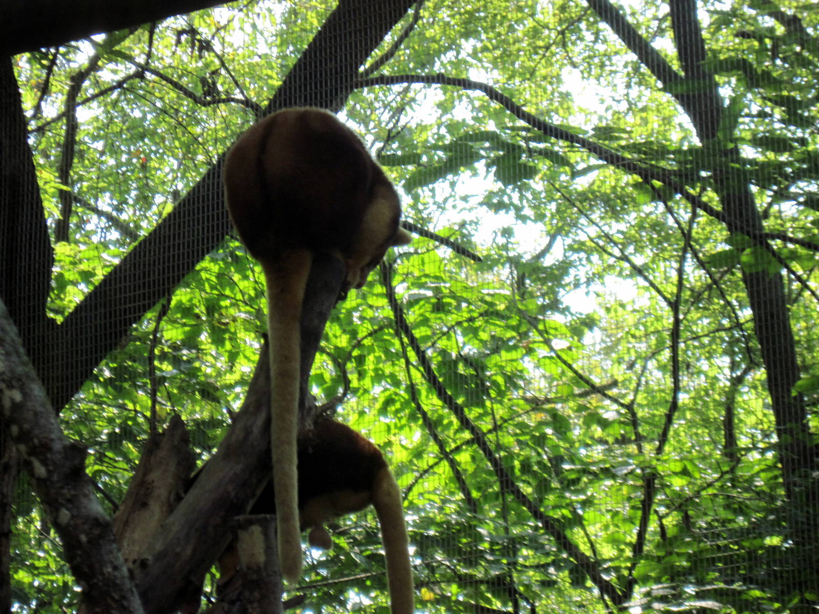 Australia-Tree Kangaroos