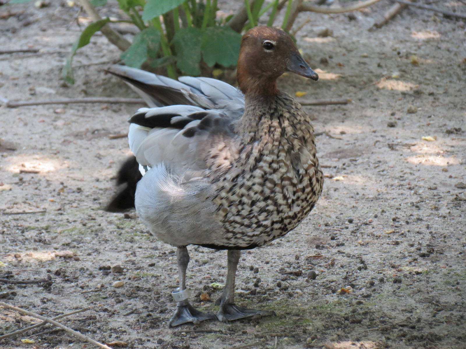 Australia - Walk-through Aviary Yard - Australian Wood Duck
