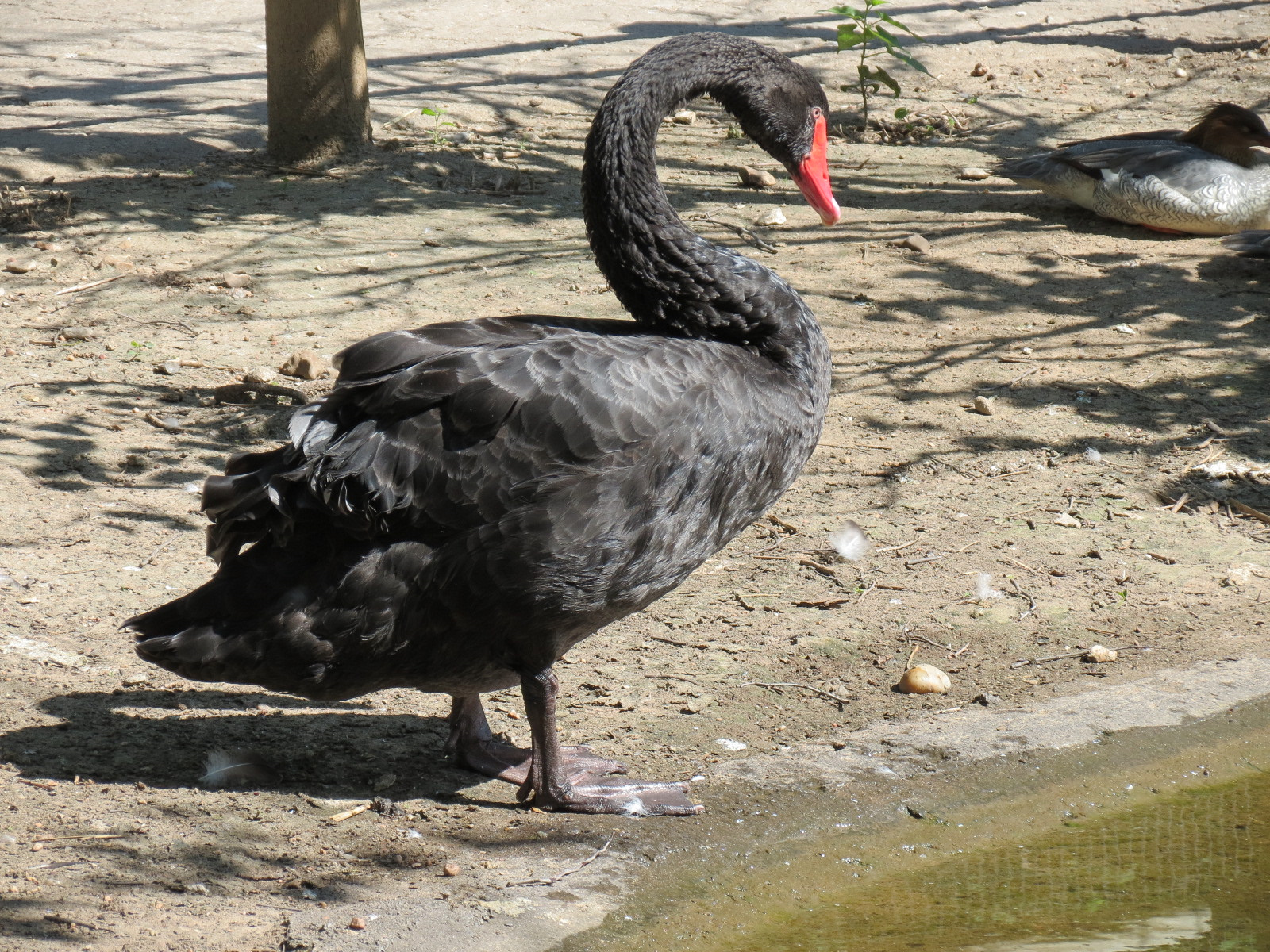 Australia - Walk-through Aviary Yard - Black Swan