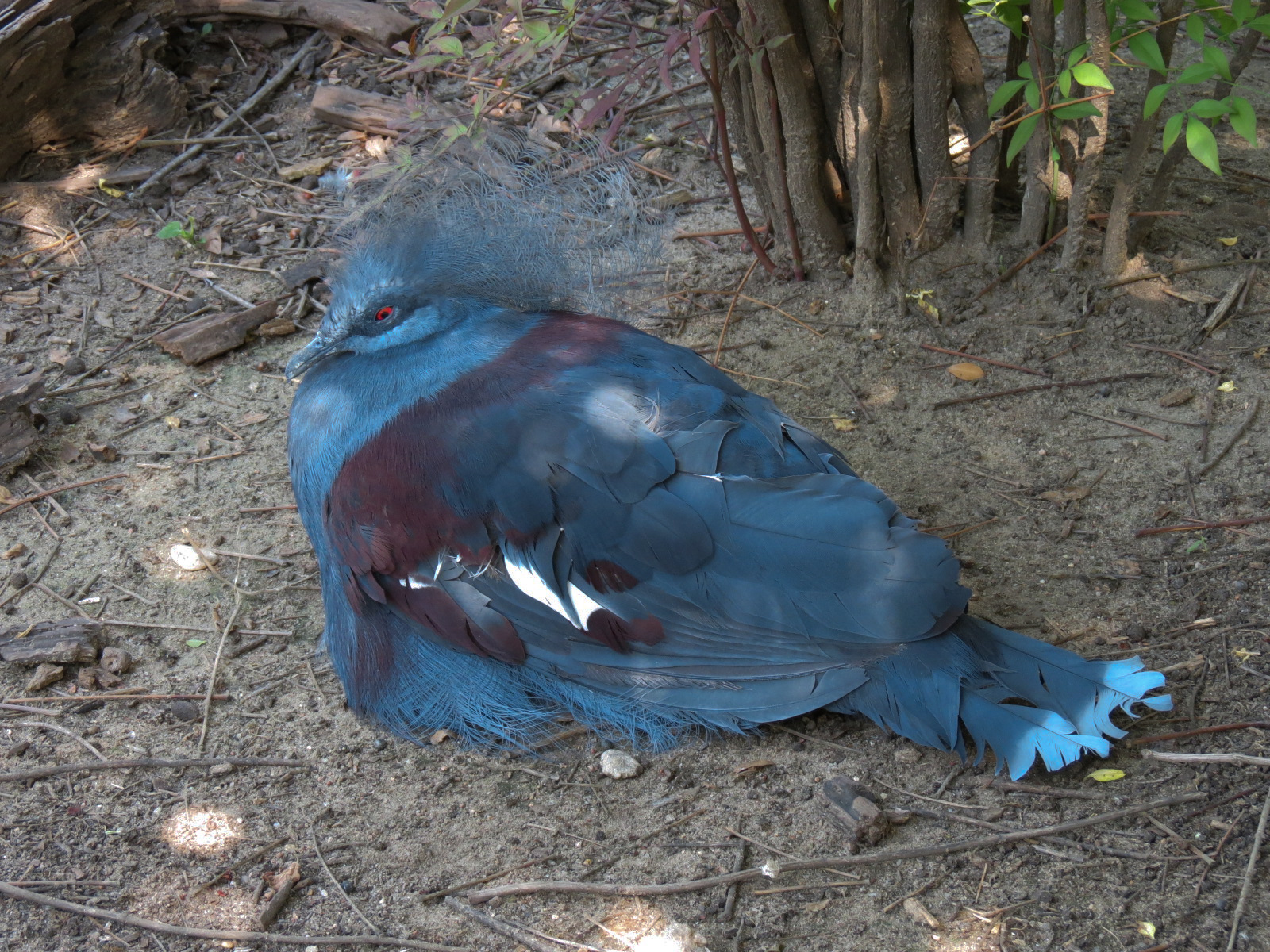 Australia - Walk-through Aviary Yard - Blue-crowned Pigeon