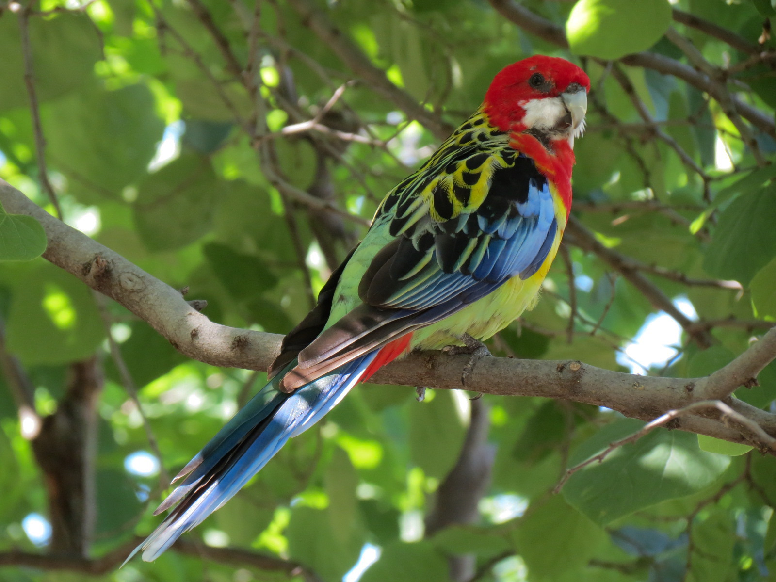 Australia - Walk-through Aviary Yard - Eastern Rosella
