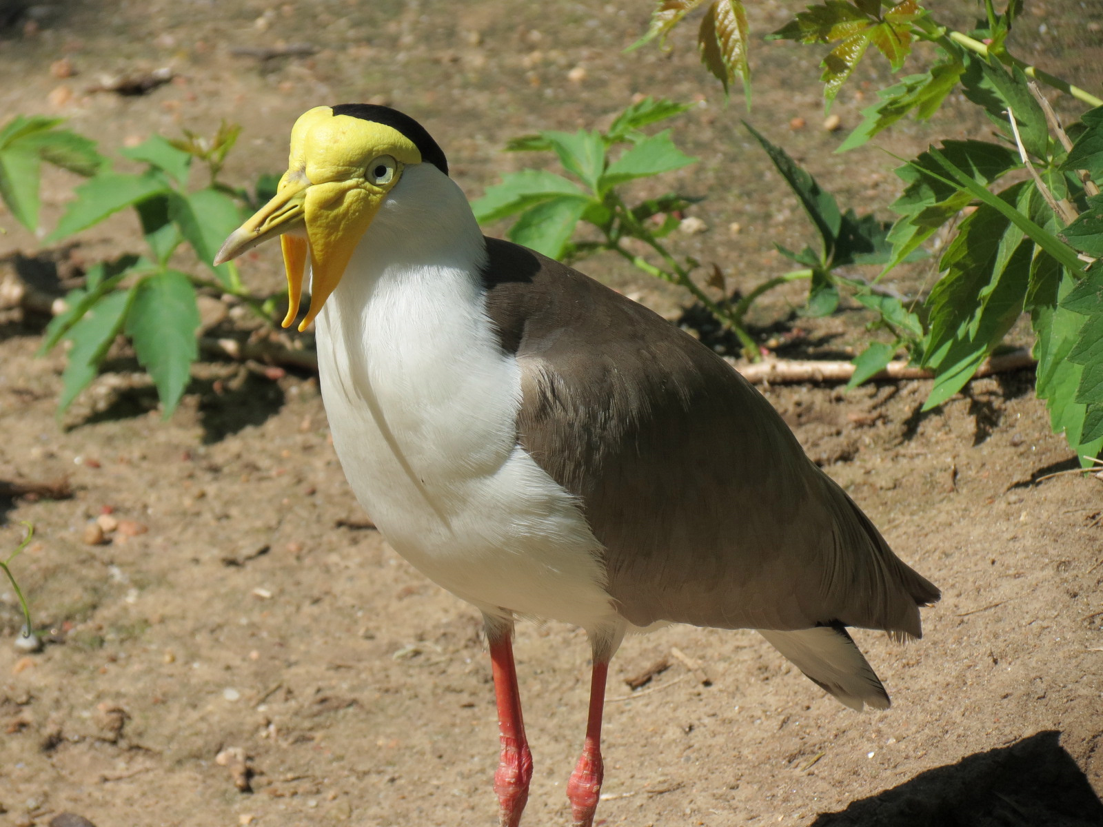 Australia - Walk-through Aviary Yard - Masked Lapwing