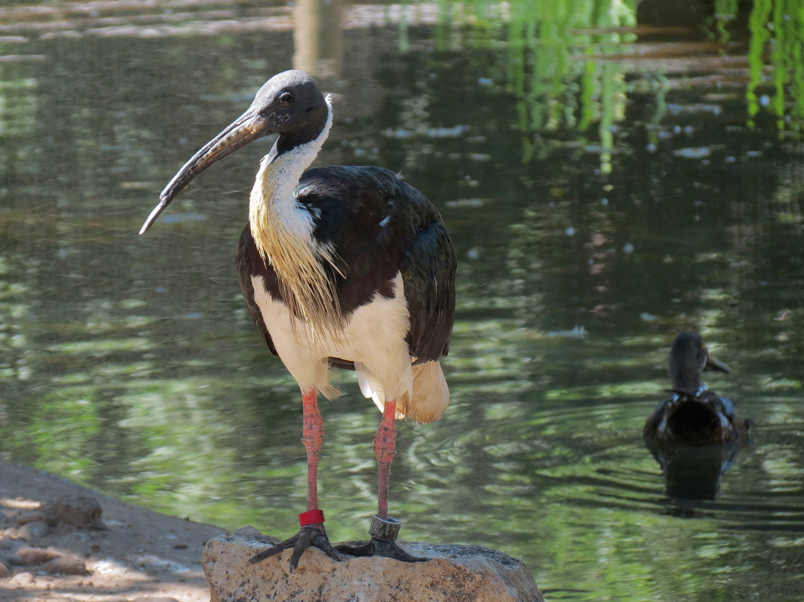 Australia - Walk-through Aviary Yard - Straw-necked Ibis
