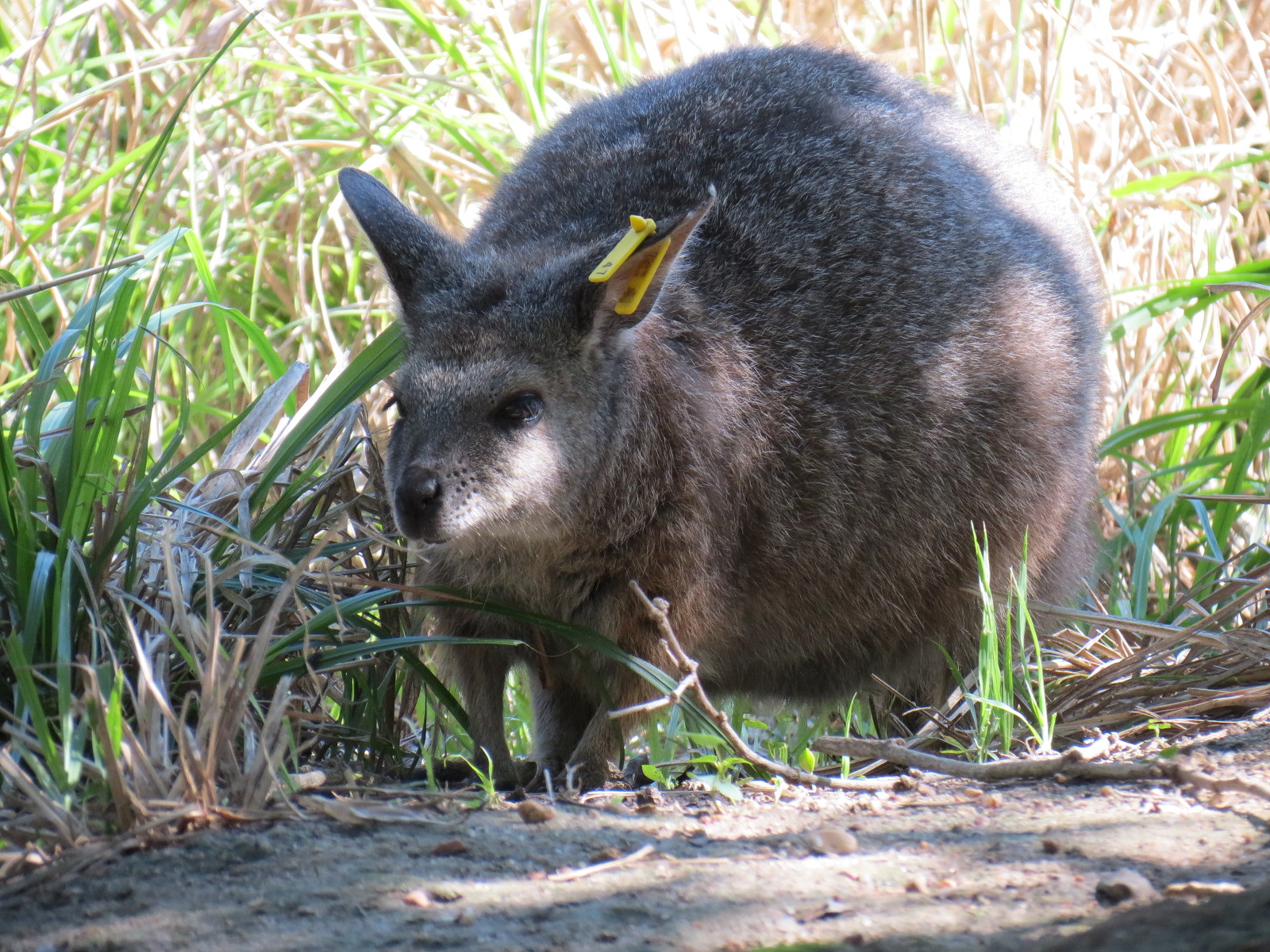 Australia - Walk-through Aviary Yard - Tammar Wallaby