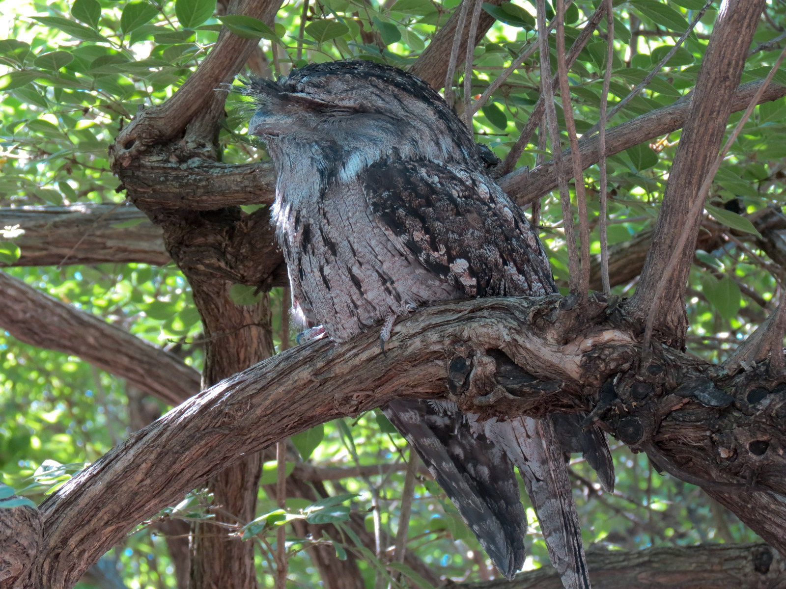 Australia - Walk-through Aviary Yard - Tawny Frogmouth