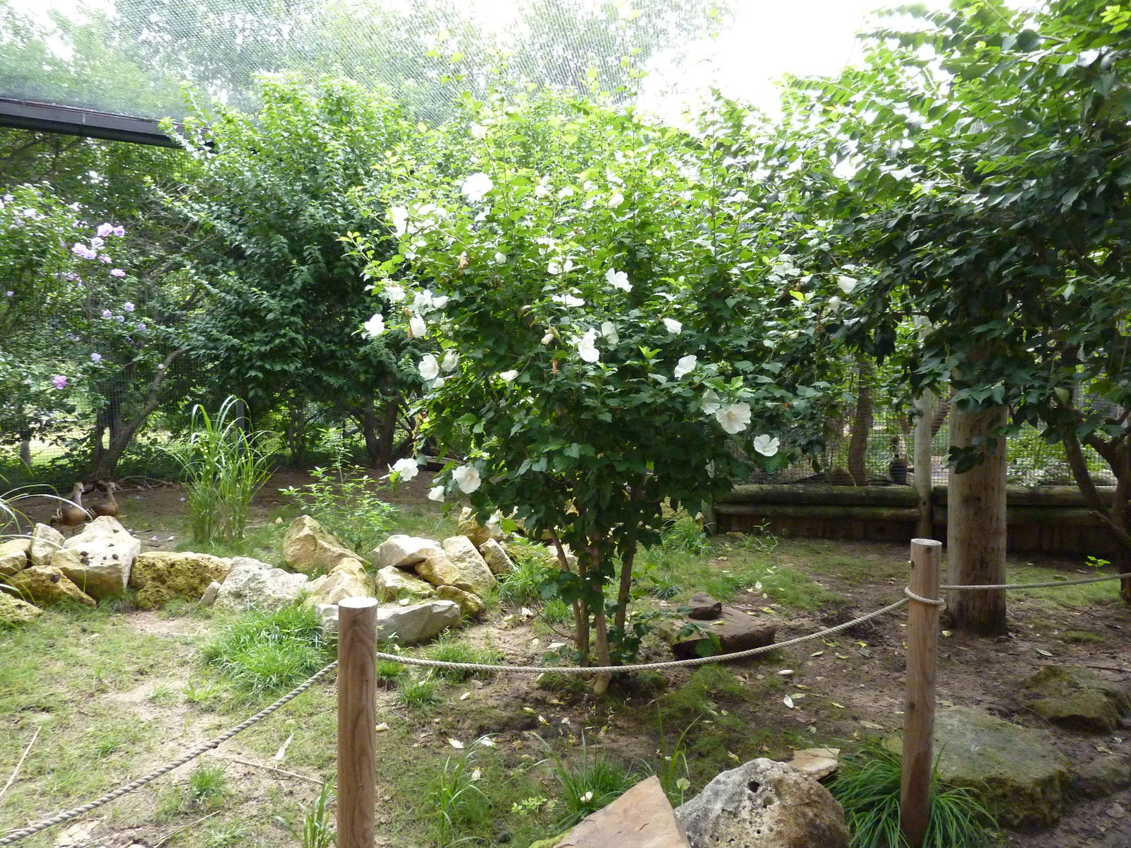 Australia - Walk-Through Aviary