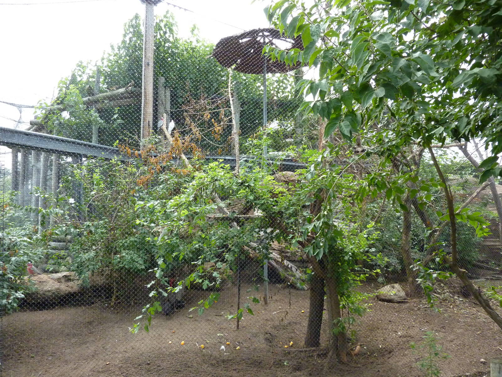 Australia - Walk-Through Aviary