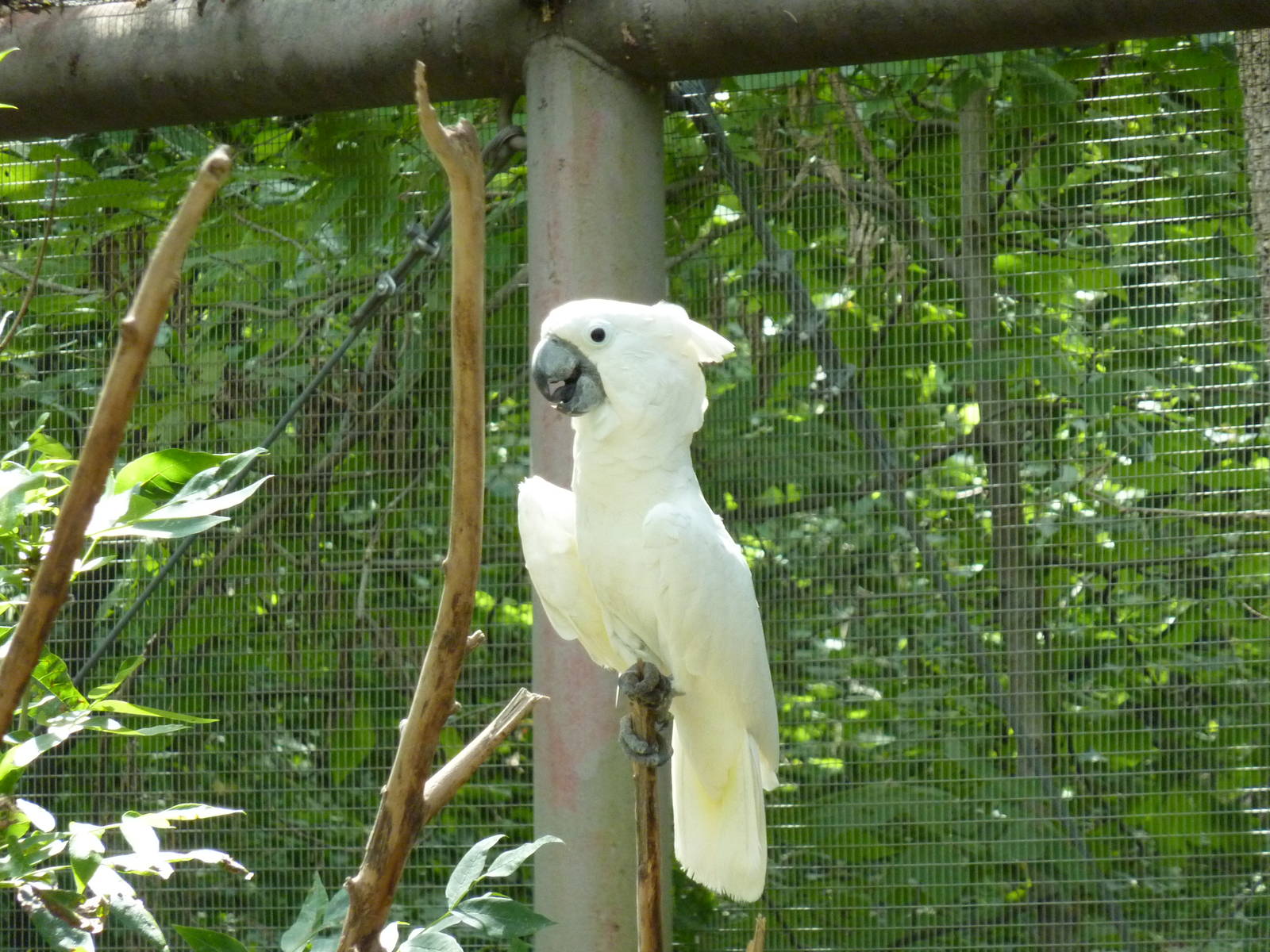 Australia - Walk-Through Aviary