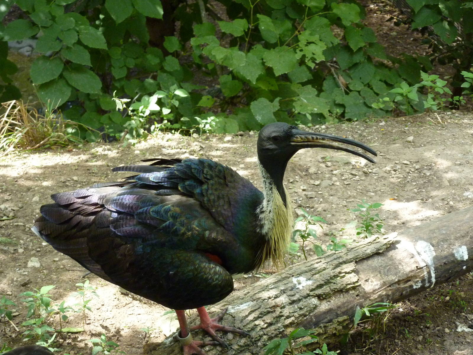 Australia - Walk-Through Aviary