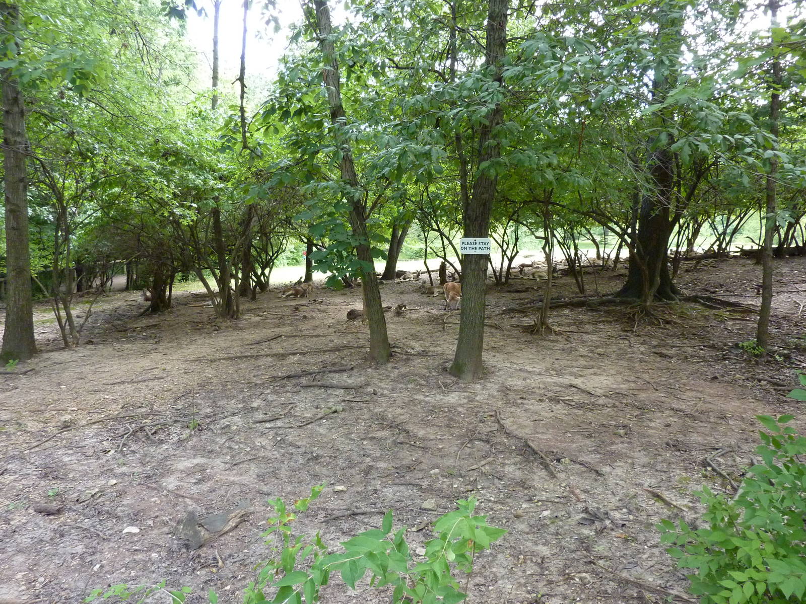 Australia - Walk-Through Red Kangaroo Enclosure
