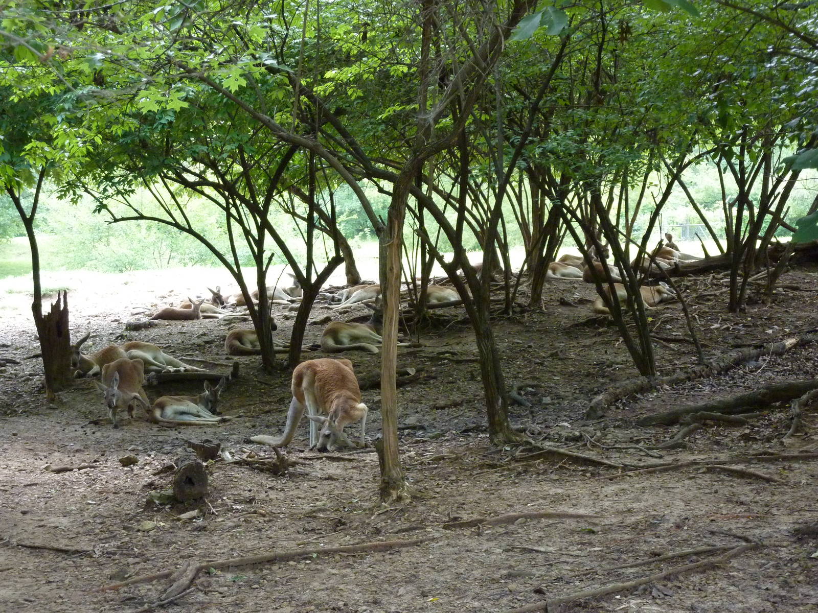 Australia - Walk-Through Red Kangaroo Enclosure