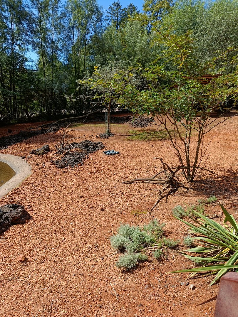 Australia Walkthrough and Emu eggs
