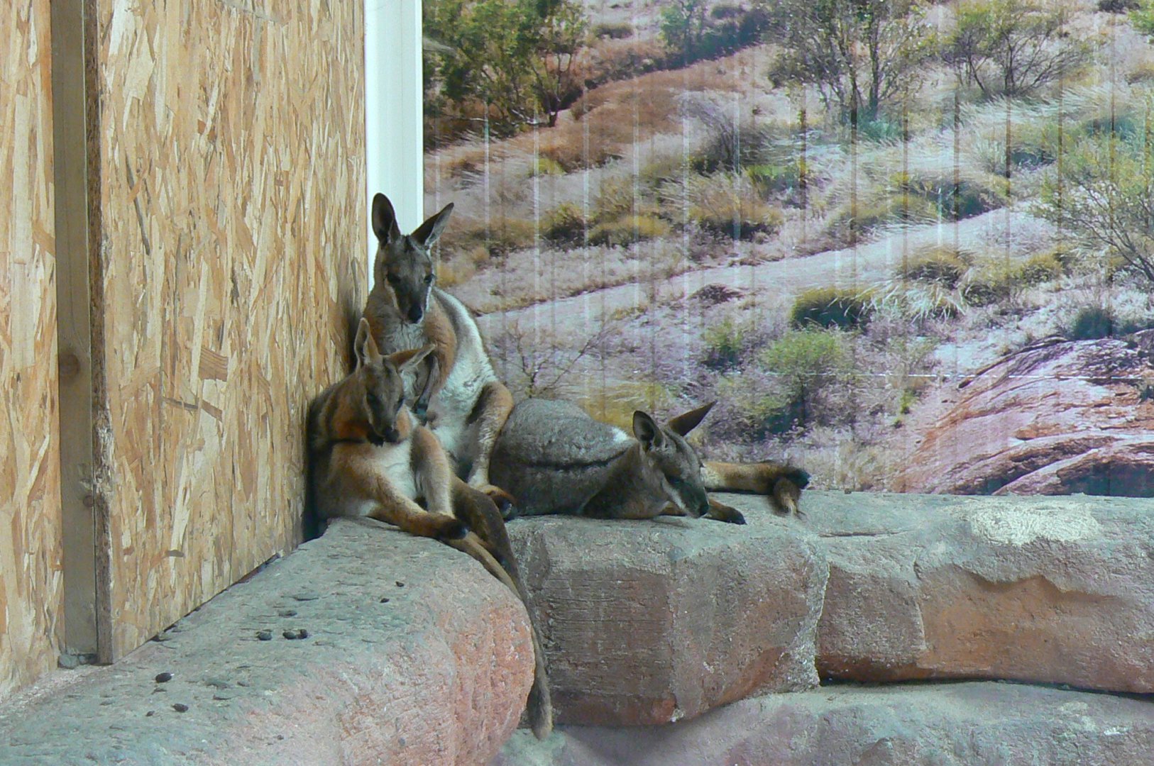 Australia walkthrough aviary - brush-tailed rock wallabies inside the house