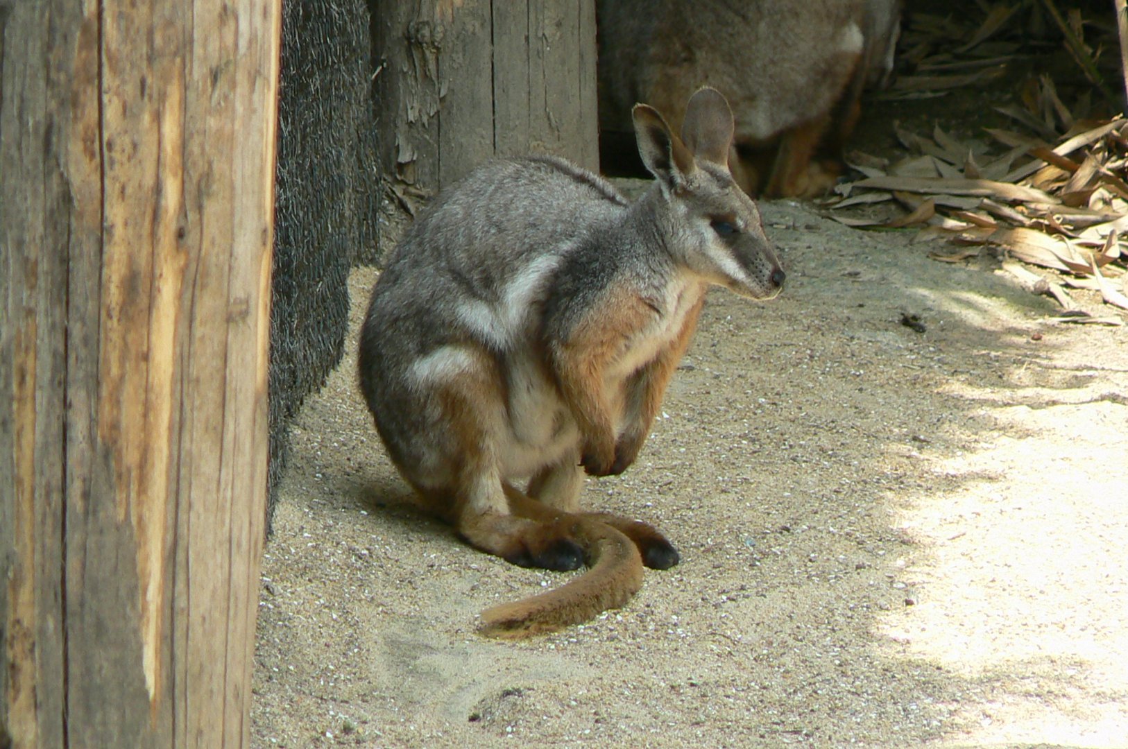Australia walkthrough aviary - brush-tailed rock wallaby