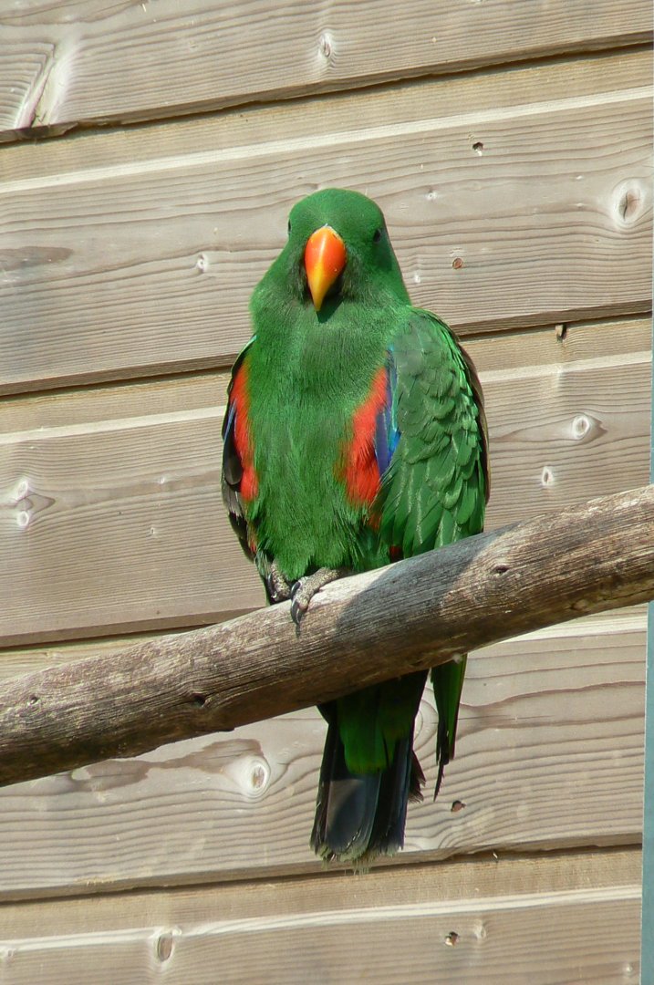 Australia walkthrough aviary - Eclectus parrot