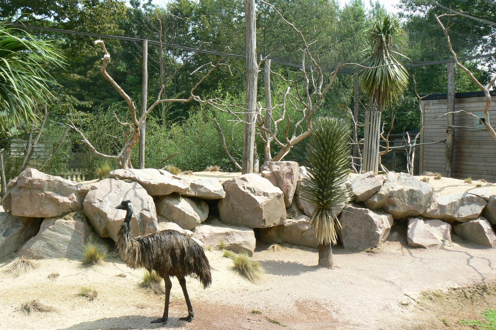 Australia walkthrough aviary
