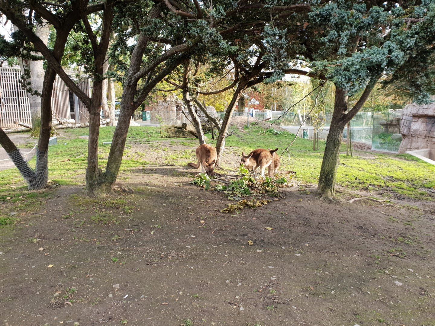 Australia Walktrough area