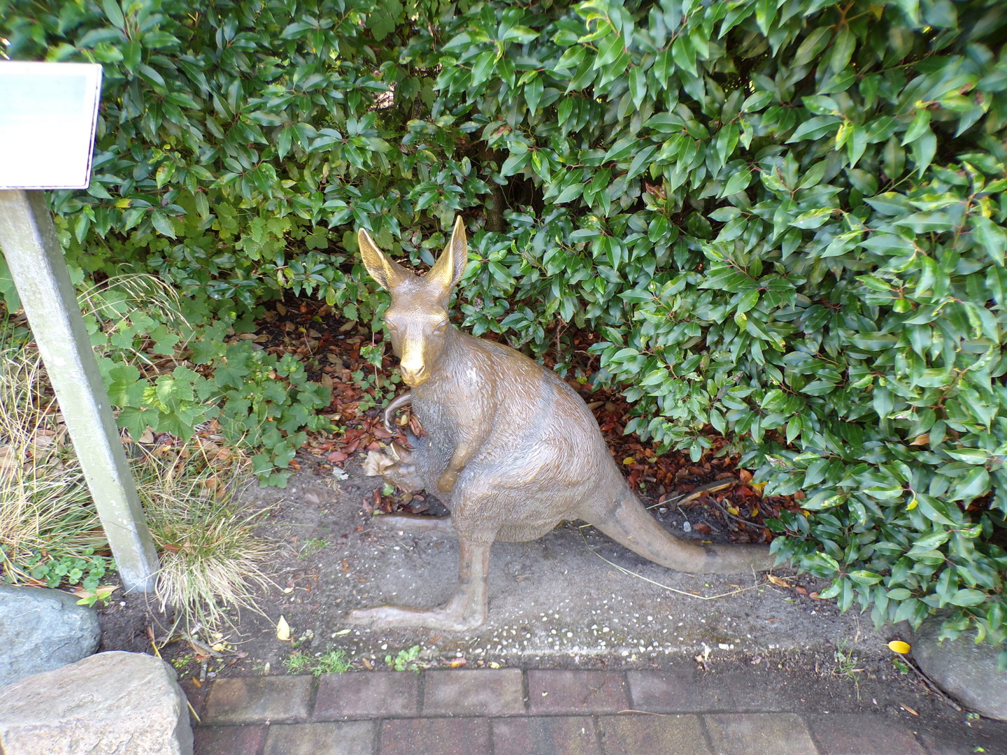 Australia- Wallaby statue 13.7.23