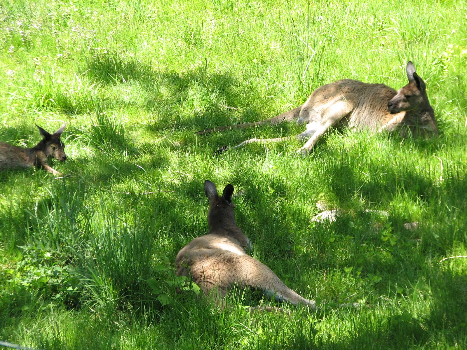 Australia - Western Gray Kangaroo