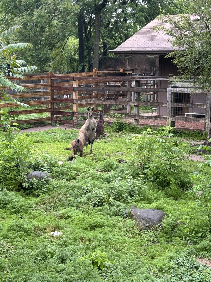 Australia-Western Gray Kangaroo