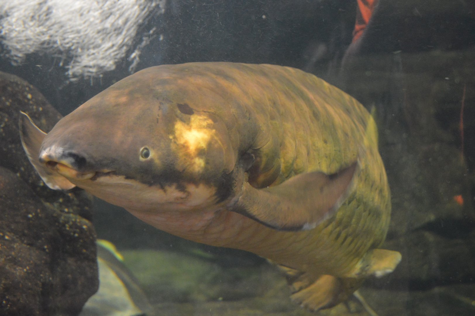 Australia: Wild Extremes - Australian Lungfish (Neoceratodus forsteri)