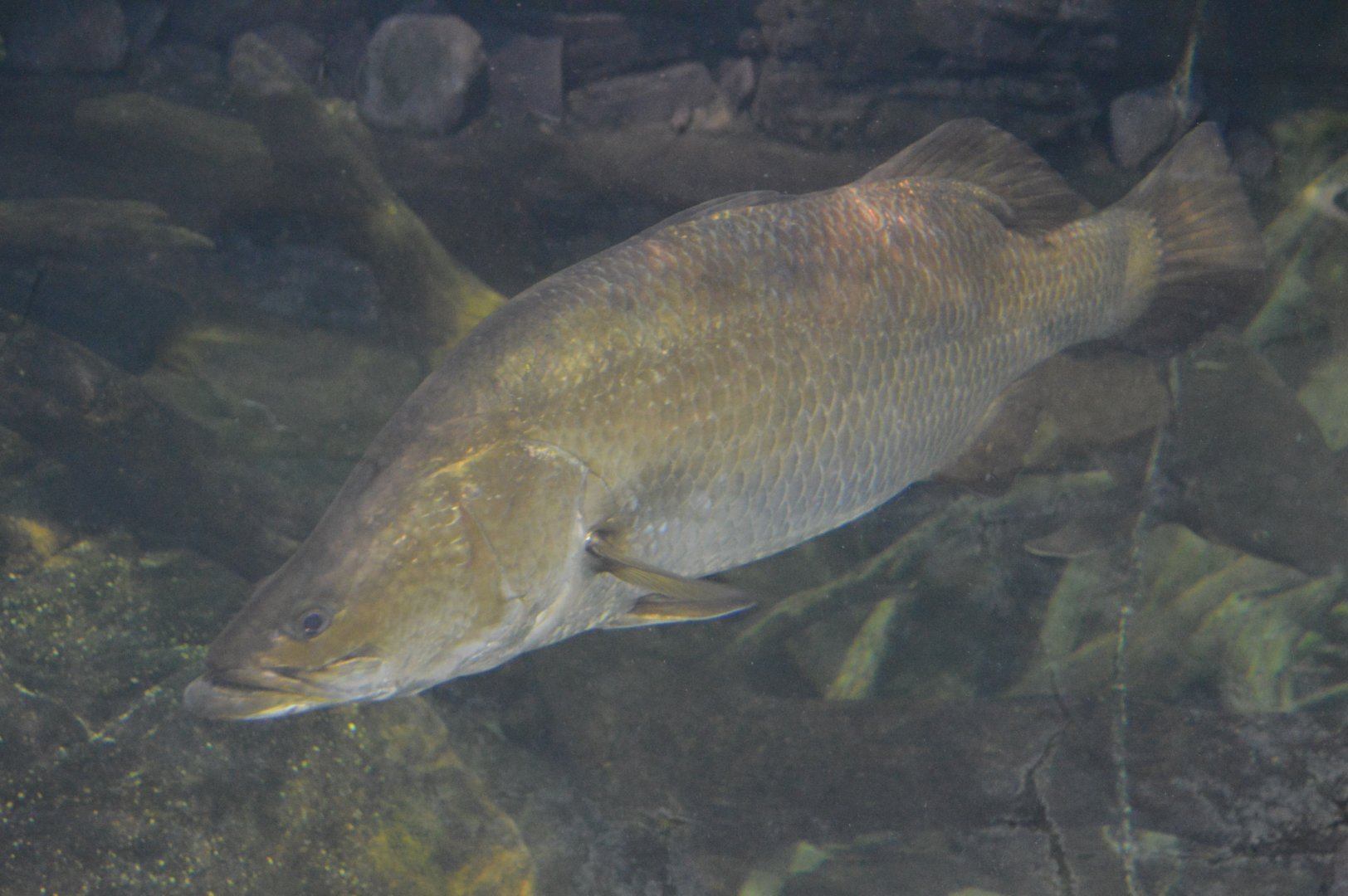 Australia: Wild Extremes - Barramundi (Lates calcarifer)