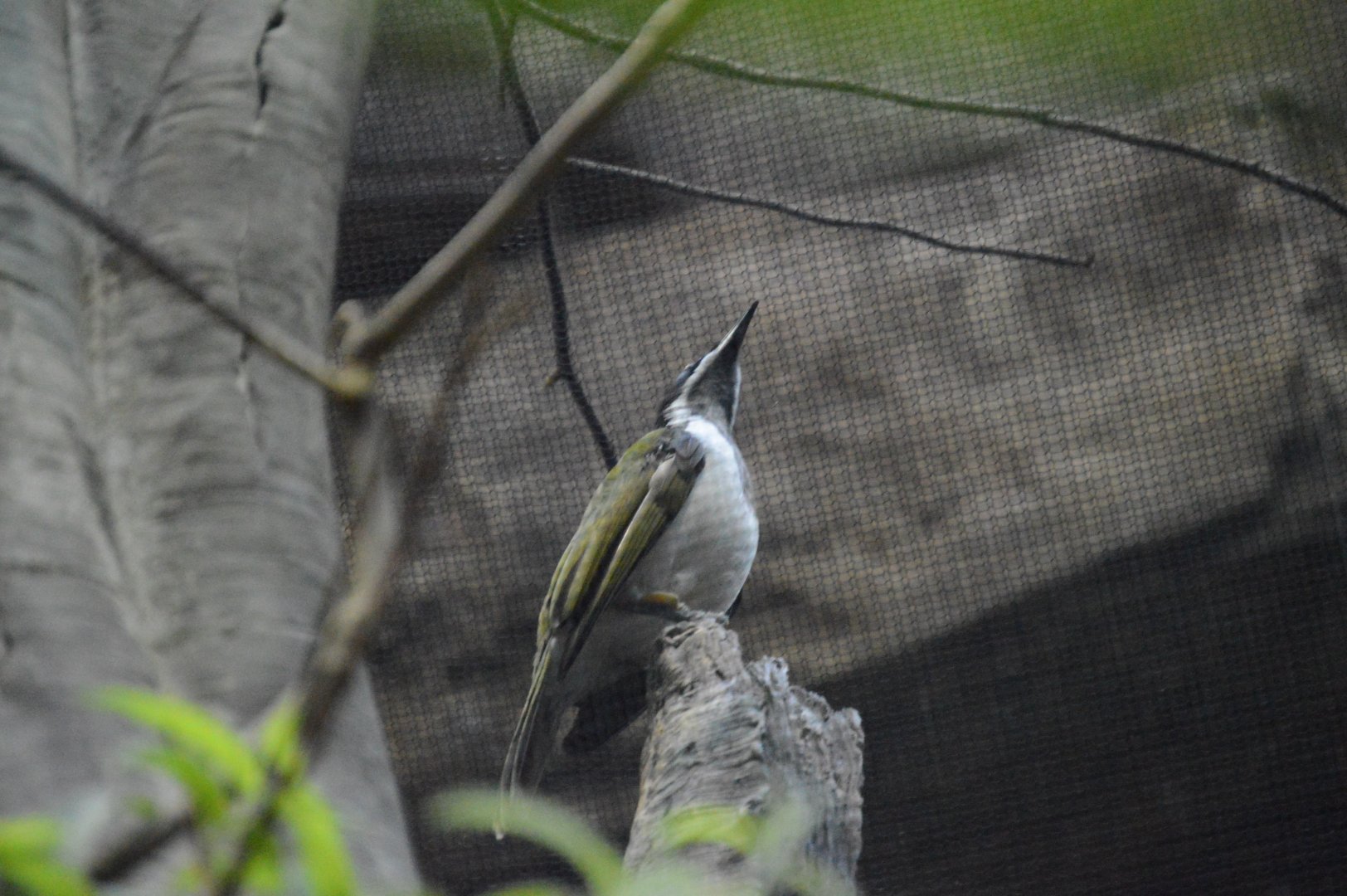 Australia: Wild Extremes - Blue-faced Honeyeater (Entomyzon cyanotis)