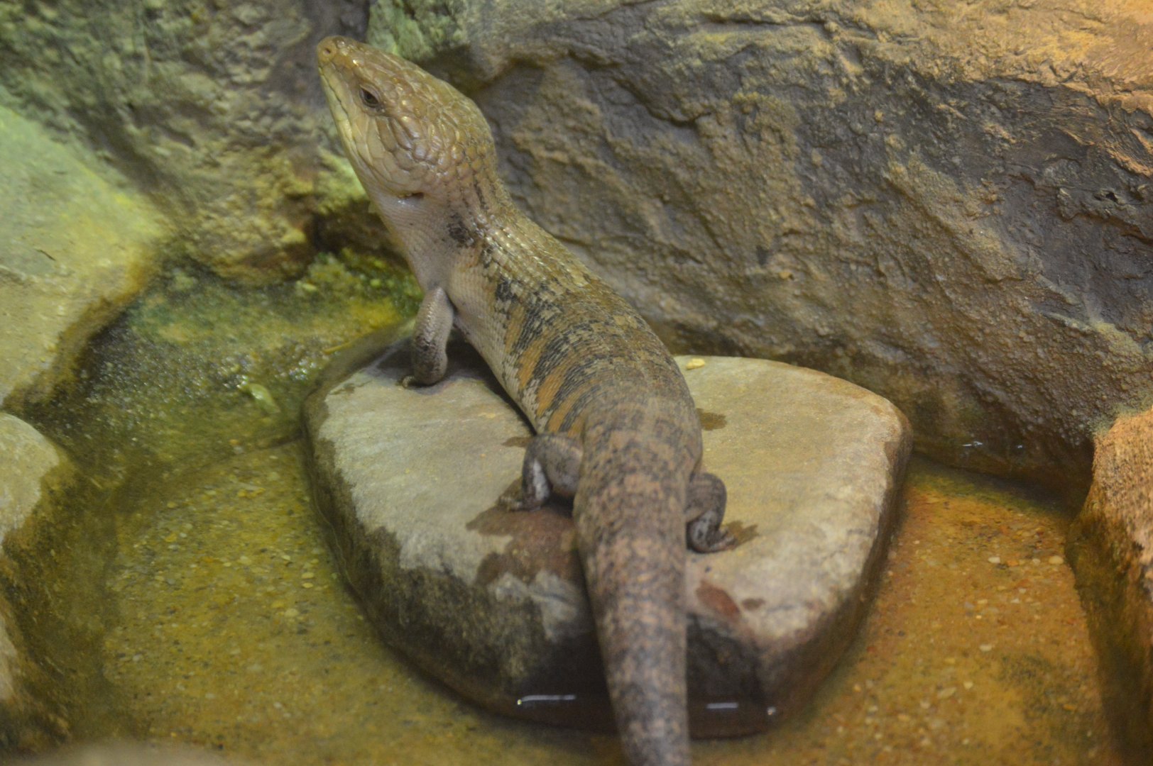 Australia: Wild Extremes - Common Blue-tongued Skink (Tiliqua scincoides)
