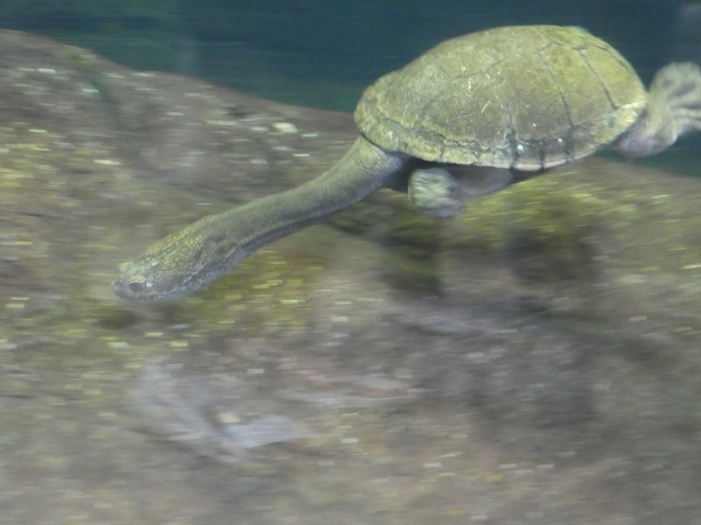 Australia: Wild Extremes; Eastern Snake-necked Turtle