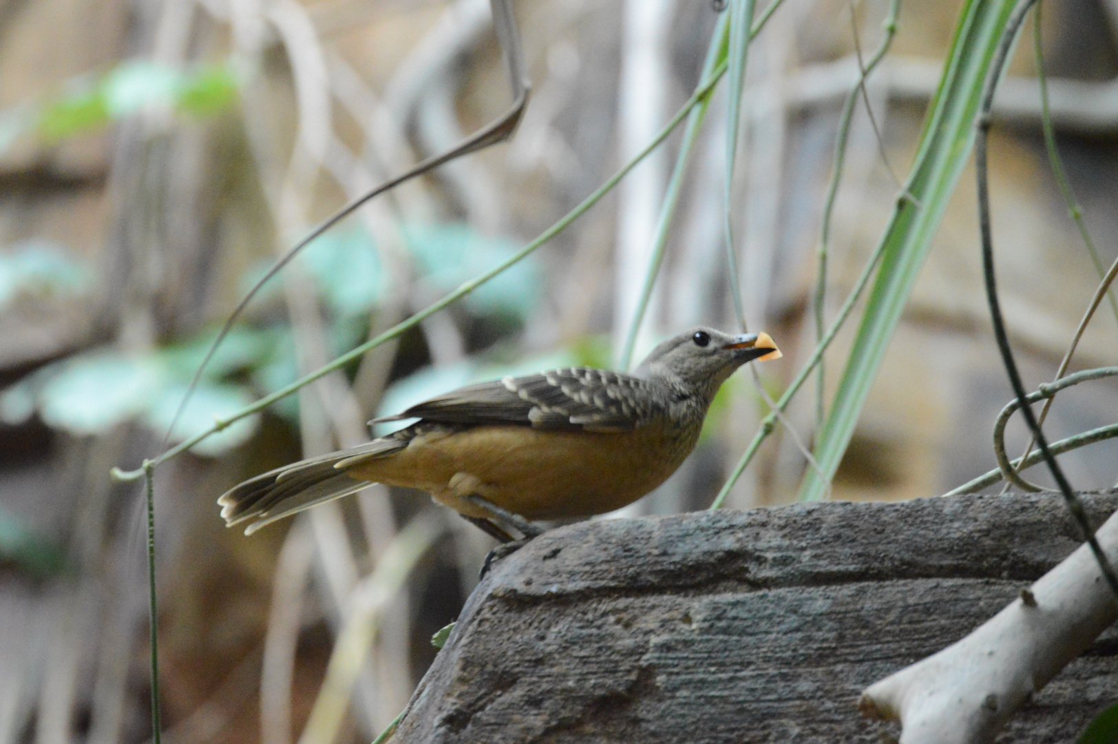 Australia: Wild Extremes - Fawn-breasted Bowerbird (Chlamydera cerviniventris)
