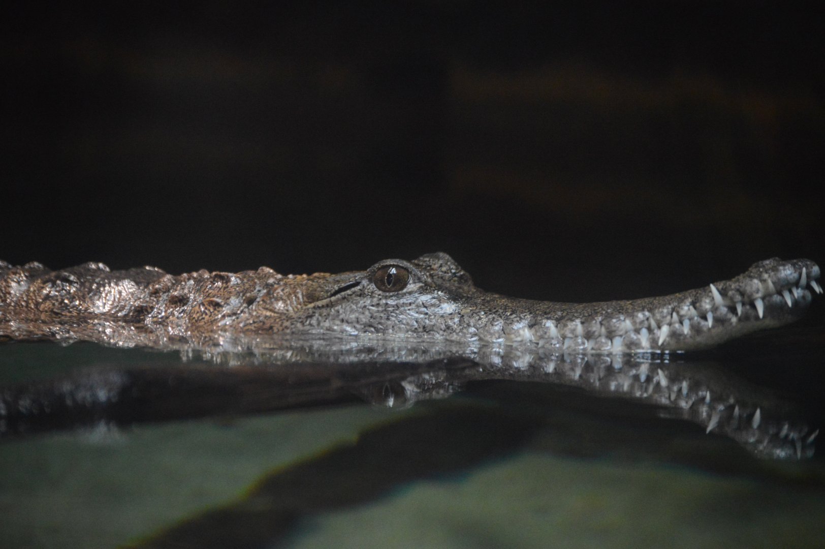 Australia: Wild Extremes - Freshwater Crocodile (Crocodylus johnstoni)